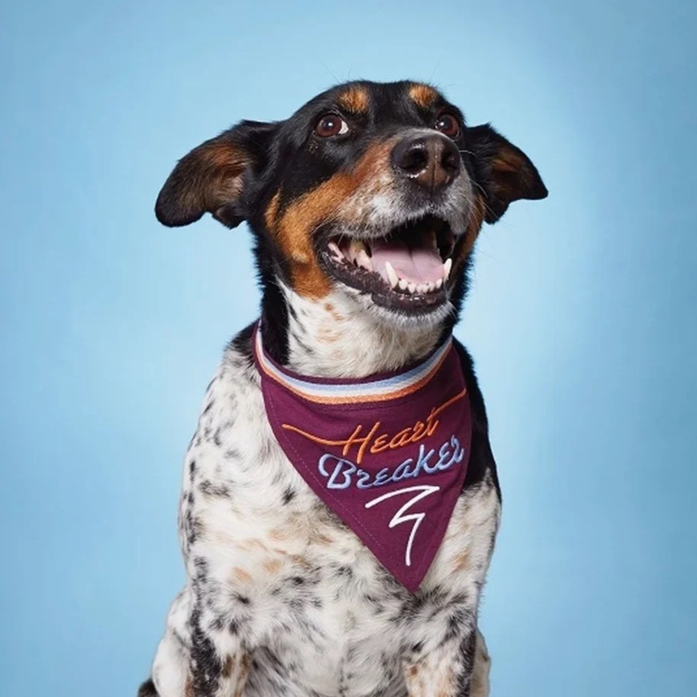 Easy Tiger Heart Breaker Dog Bandana